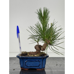 Pinus thunbergii -pino negro japonés- I-7272