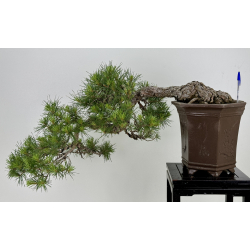 Pinus sylvestris (pino silvestre europeo) I-7278
