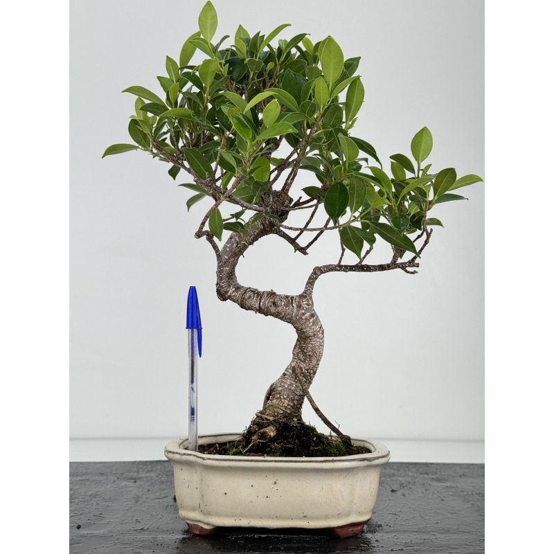 Ficus retusa I-7282