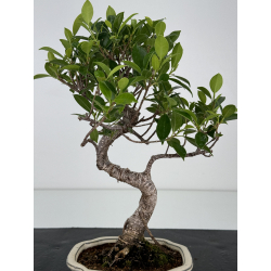 Ficus retusa I-7282 vista 2