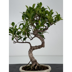 Ficus retusa I-7282 vista 3