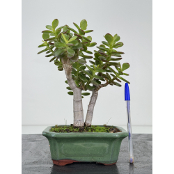 Crassula ovata I-7283