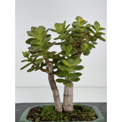 Crassula ovata I-7283 vista 2