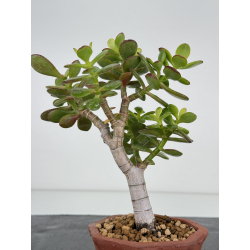 Crassula ovata I-7284 vista 2