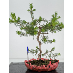 Pinus sylvestris -pino s- europeo- I-7288