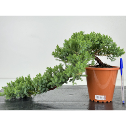 Juniperus procumbens nana -sonare-  I-7289