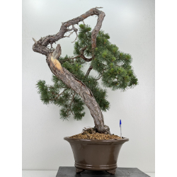Pinus sylvestris -pino s. europeo-  I-7290