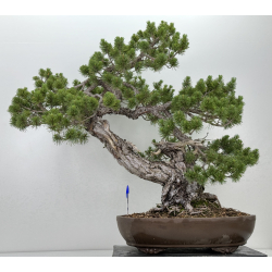 Pinus sylvestris -pino s. europeo-  I-7291