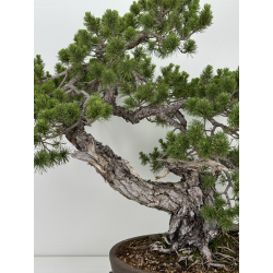 Pinus sylvestris I-7291 view 2