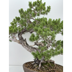 Pinus sylvestris I-7291 view 4