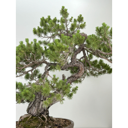 Pinus sylvestris I-7291 view 5