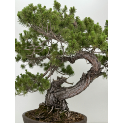 Pinus sylvestris I-7291 view 6