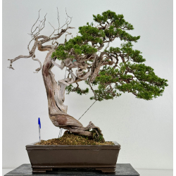 Juniperus sabina A00693