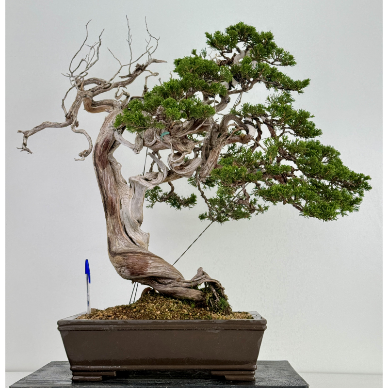 Juniperus sabina A00693