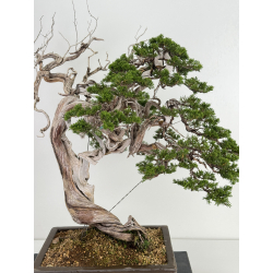 Juniperus sabina A00693 view 2