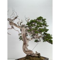 Juniperus sabina A00693 view 5