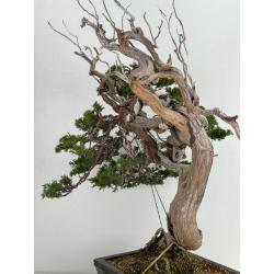 Juniperus sabina A00693 view 6