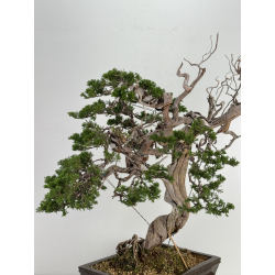 Juniperus sabina A00693 view 8