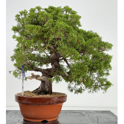 Juniperus chinensis itoigawa I-7294