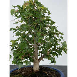 Acer buergerianum I-7300 view 2