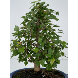 Acer buergerianum I-7300 view 3