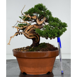 Juniperus chinensis itoigawa I-7304