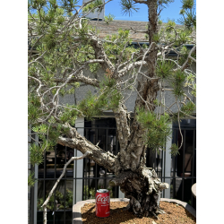 Pinus sylvestris I-7305 -NO SHIPPING- view 2