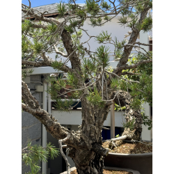 Pinus sylvestris I-7305 -NO SHIPPING- view 5