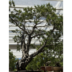 Pinus sylvestris I-7305 -NO SHIPPING- view 6