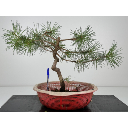 Pinus sylvestris I-7306