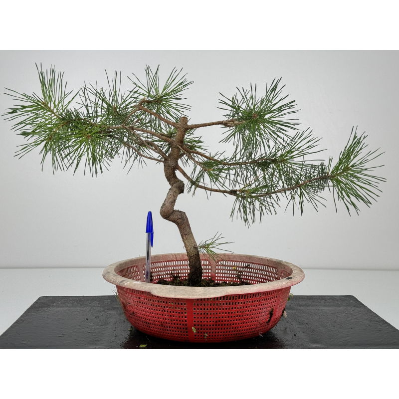 Pinus sylvestris I-7306