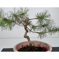 Pinus sylvestris I-7306 view 2