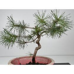 Pinus sylvestris I-7306 view 3