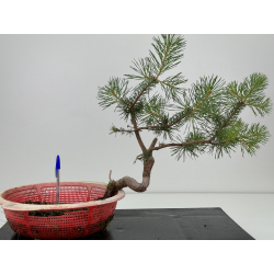 Pinus sylvestris -pino s- europeo- I-7307