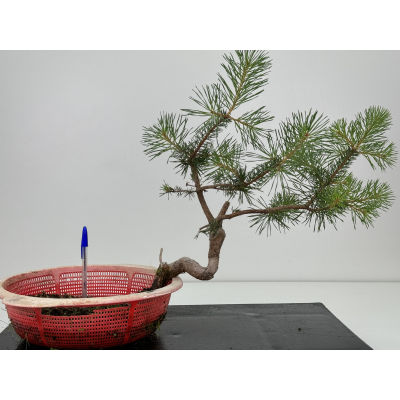 Pinus sylvestris I-7307