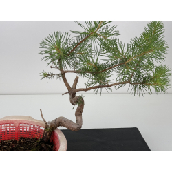 Pinus sylvestris I-7307 view 2