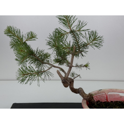 Pinus sylvestris I-7307 view 3