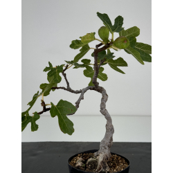Ficus carica -higuera- I-7320 vista 2