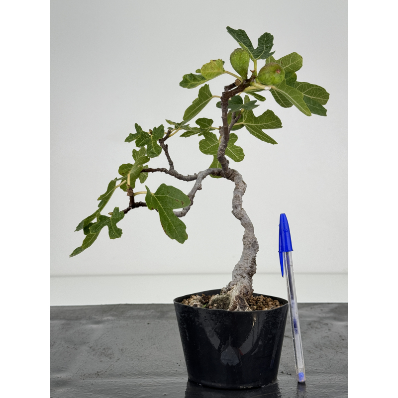 Ficus carica -higuera- I-7320