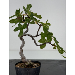 Ficus carica -higuera- I-7320 vista 3
