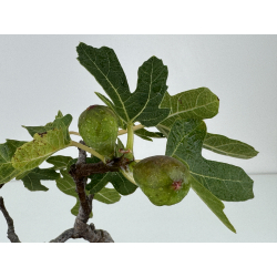 Ficus carica -higuera- I-7320 vista 4