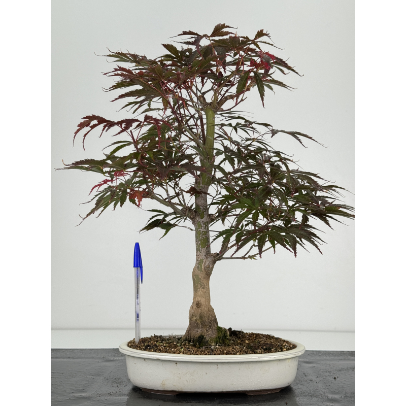 Acer palmatum beni kagami I-7321