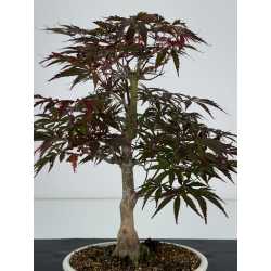 Acer palmatum beni kagami I-7321 view 2