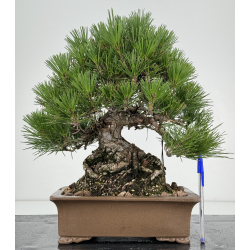 Pinus thunbergii -pino negro japonés- I-7326