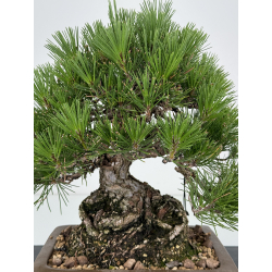 Pinus thunbergii  I-7326 view 2