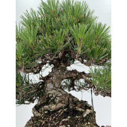 Pinus thunbergii  I-7326 view 3