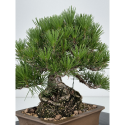 Pinus thunbergii  I-7326 view 4