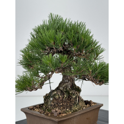 Pinus thunbergii  I-7326 view 6