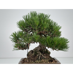 Pinus thunbergii  I-7326 view 5