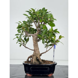 Ficus retusa I-7345